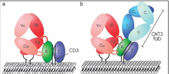 Figura 5. Modelo de sinalização precoce da célula T com interação CD3-OKT3/TCR. O  emparelhamento usual das moléculas de CD3 ao TCR (a) induz uma mudança conformacional nos  domínios transmembrana do TCR que, quando ligado ao pMHC, promove a transdução de 