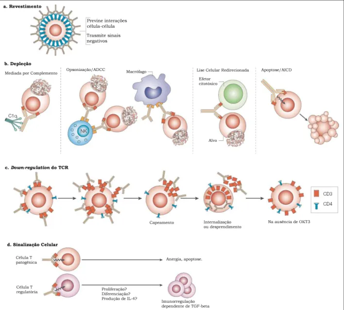 Figura 6. Possíveis modos de ação do OKT3. Revestimento celular (a); depleção celular (b); down- down-regulation dos receptores de células T, TCR (c); e sinalização celular (d)