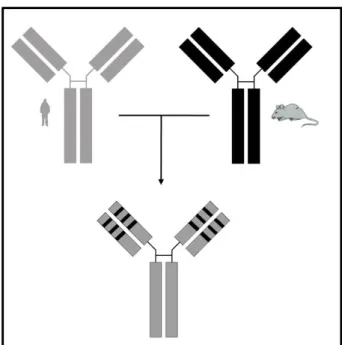 Figura 7. Processo de humanização de anticorpos via Transplante de CDRs (CDR graffting)