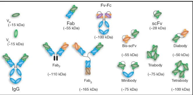Figura 8. Representação de alguns possíveis fragmentos de anticorpos obtidos por engenharia  genética de anticorpos
