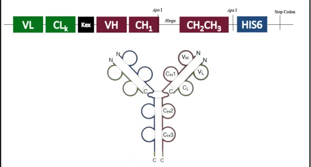 Figura 9. Representação esquemática do cassete de expressão projetado. As sequências  codificadoras dos domínios VL, CL são separadas daquelas dos VH, CH1, CH2, CH3 pela sequência  reconhecida pela endopeptidase Kex2 (Kex) presente em P