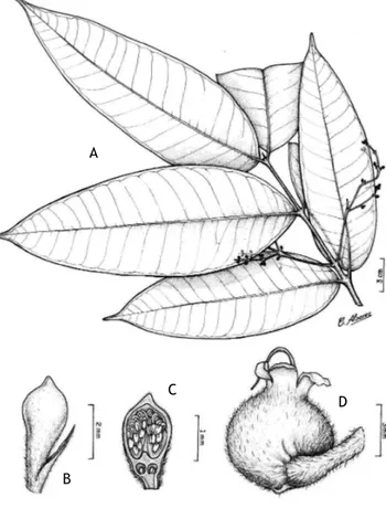 Figura 11 -  Marlierea subulata McVaugh – A: Ramo com