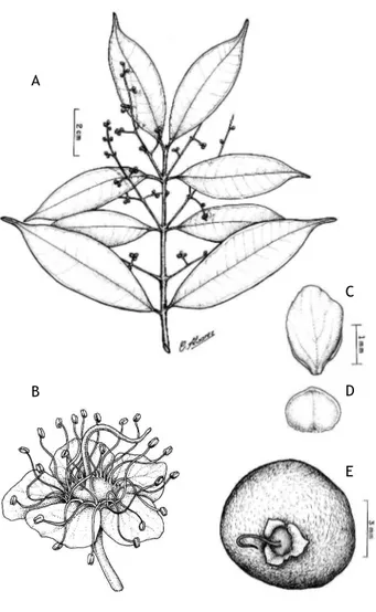 Figura 3 - Marlierea umbraticola (Kunth) O. Berg – A: Ramo