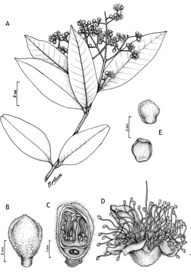 Figura 4 -  Marlierea mcvaughii B. Holst – A: Ramo com
