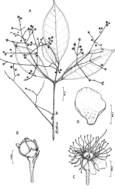 Figura 5 -  Marlierea scytophylla Diels – A: Ramo com