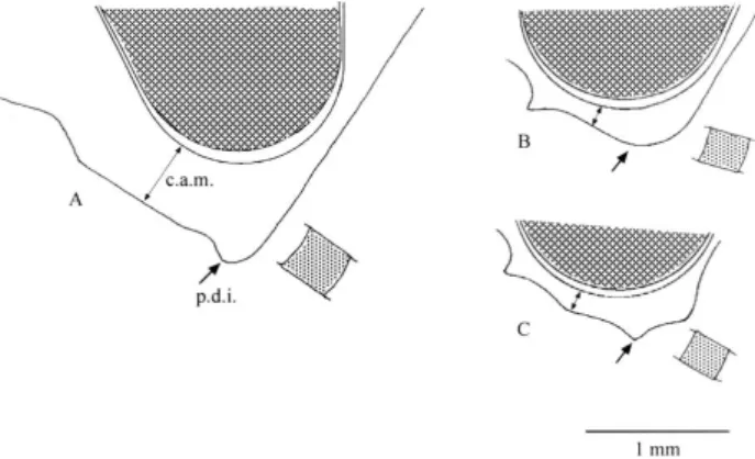 Figura 1 - Área malar. A = E. meriana, B = E. polyzona, C = E. polychroma. c.a.m = comprimento da  área malar; p.d.i = projeção dentiforme inferior