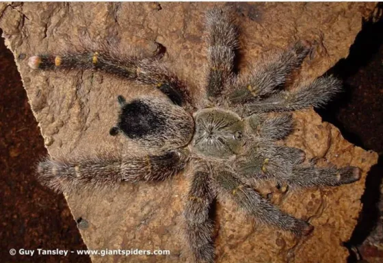 Figura 3. Foto de uma fêmea da aranha Avicularia juruensis.  (fonte: Guy Tansley –  www.giantspiders.com)