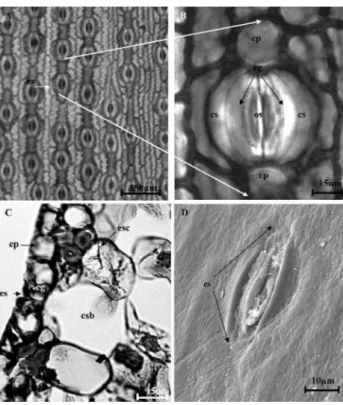 Figura 3 - Estômato em M. flexuosa. A) Disposição enfileirada dos estômatos