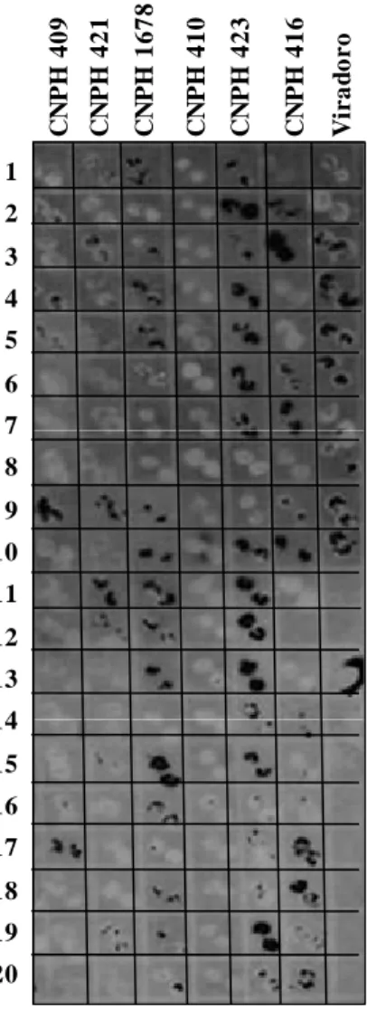 Figura 1 - Detecção de begomovírus em amostras foliares dos acessos ‘CNPH 409’, ‘CNPH  421’, ‘CNPH 1678’, ‘CNPH 410’, ‘CNPH 423’, ‘CNPH 416’ e do controle suscetível 