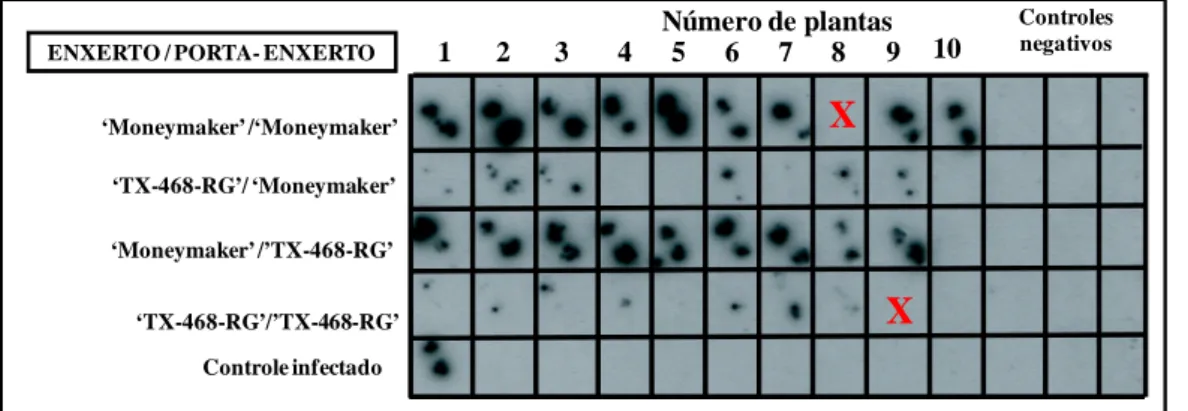 Figura 4 - Detecção de TYLCV-IL por hibridização molecular de pecíolos de folhas apicais  de plantas de ‘Moneymaker’ e ‘TX-468-RG’ enxertadas sobre porta-enxertos infectados (28  dias após enxertia)