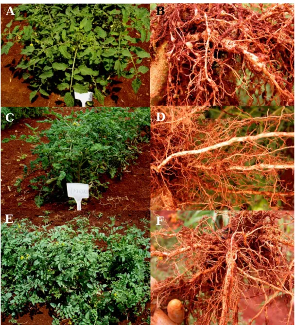 Figura 1 - Reação de acessos de diferentes espécies de Solanum (seção Lycopersicon) a Tomato rugose mosaic  virus (ToRMV), Meloidogyne incognita e M