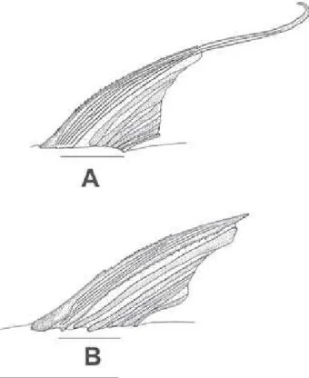Figura 1 - Vista lateral da nadadeira dorsal de Nemadoras