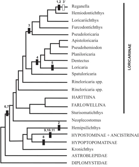 Figura 4 - Mapeamento de dimorfismo sexual sobre hipótese de relacionamento em Loricariinae (mod