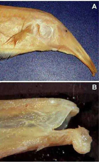 Figura 5 - Sternarchorhynchus cf. roseni (INPA 21983), proveniente da Ilha do Careiro, AM