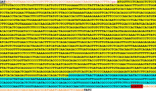 Figura  2.  Sequência  do  cassete  ERA.  Em  amarelo,  a  sequência  do  gene  que  codifica  para  a  glicoproteína  G  do  vírus  da  raiva