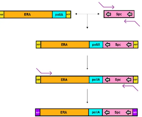 Figura  5.  Disposição  das regiões  de  homologia  dos  cassetes  ERA-Adv-spc-A  e  ERA-Adv- ERA-Adv-spc-R em relação ao vetor adenoviral