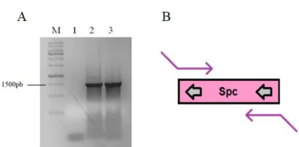Figura 10. Produto de PCR resultante da amplificação do gene spc (A) e sua representação  gráfica  (B)