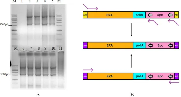 Figura  17.  Amplificação  do  cassete  ERA-Adv-spc  por  PCR  de  colônia.  A:  Colônias  transformadas  com  os  fragmentos  ERA-Adv-spc-A  e  ERA-Adv-spc-R  nas  porções  superior  e  inferior  de  cada  gel,  respectivamente