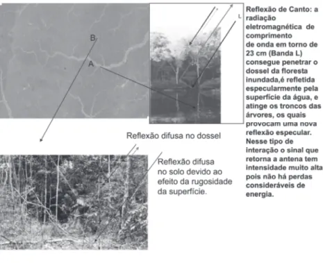 Figura 1 - Interação da Radiação de Microondas com as Florestas Inundáveis (A) e