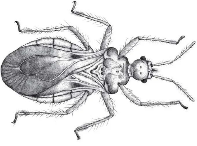 Figura 1 - Berengeria rafaeli n. gen., n. sp., holótipo, fêmea, vista dorsal. - Berengeria rafaeli n
