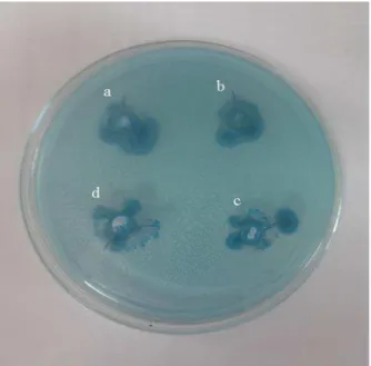 Figura 1. Detecção da produção de ramnolipídeos no meio com CTAB-azul de metileno por linhagens  de bactérias: P1R42 (a), P1R21 (b), P1R1 (c) e P3R30 (d)
