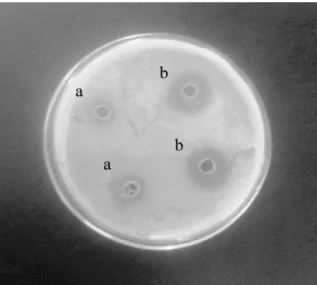 Figura 5. Inibição do crescimento de P. aeruginosa (ATCC 27853) por sobrenadante livre de células  das linhagens P1R42 (a) e P1R21 (b)