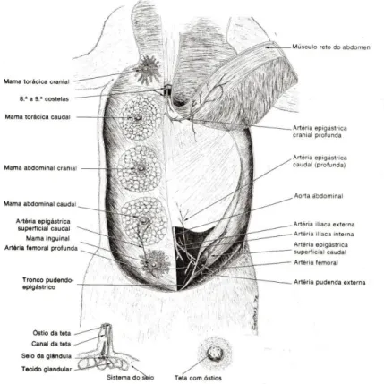 Figura 1. Esquema representativo das glândulas mamárias num carnívoro doméstico.  