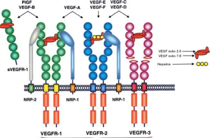 Figura 2. Representação esquemática da família VEGF e seus recetores (adaptado de, Cébe- Cébe-Suarez et al., 2006)