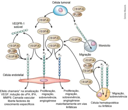 Figura 4. Papel dos recetores do VEGF em diferentes linhas celulares (adaptado de Ferrara  et al., 2003)