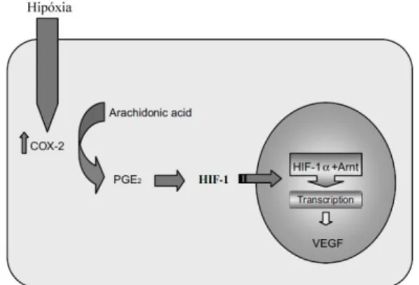 Figura 6. Papel da hipóxia nos níveis de expressão do VEGF (adaptado de Rahman &amp; Toi,  2003)