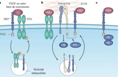Figura 7. Interações dos recetores que promovem a sinalização do VEGF em células tumorais  e o papel principal das NRPs (adaptado de Goel &amp; Mercurio, 2013)