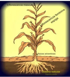 Fig. 7. Esquema de uma planta de milho, mostrando as inflorescências e o 
