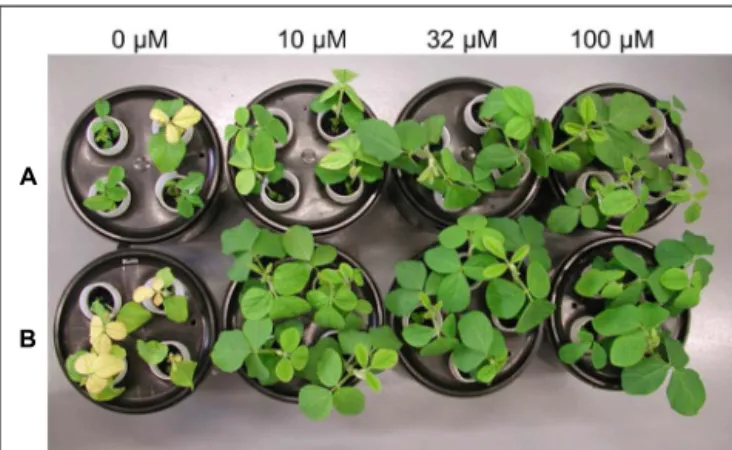 FIGURE 1 | Wild-type (Panel A) and transgenic 392-3 (Panel B) soybean plants at 14 days of hydroponic growth supplemented with 0, 10, 32, or 100 μM Fe(III) EDDHA (left to right).