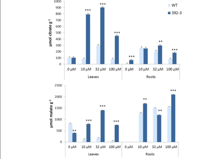 FIGURE 9 | Effects of Fe concentration on organic acid (citrate and malate) accumulation in WT and 392-3 soybean leaves and roots
