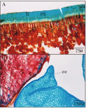 Figura 2 - Hymenaea intermedia Ducke var. adenotricha (Ducke) Lee &amp; Lang. Cortes histológicos da semente