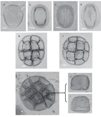 Figura 4 - Grãos de pólen das espécies A - B - C - D. Eschweilera