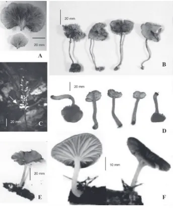 Figura 2 - Agaricales da Reserva Egler: A. Pleurotus sp.; B. Lepiota sp.; C. Lactarius panuoides Sing
