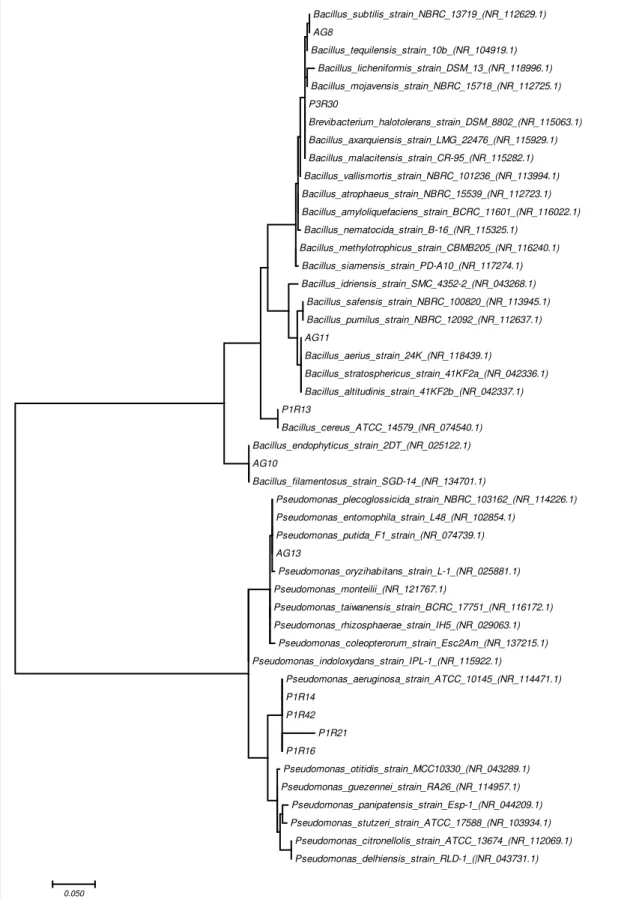 Figura 8 – Árvore filogenética dos isolados de bactérias e linhagens de bactérias do GenBank baseada na  comparação das sequências de RNAr 16S utilizando análise  neighbour-joining e o modelo  Kimura 2