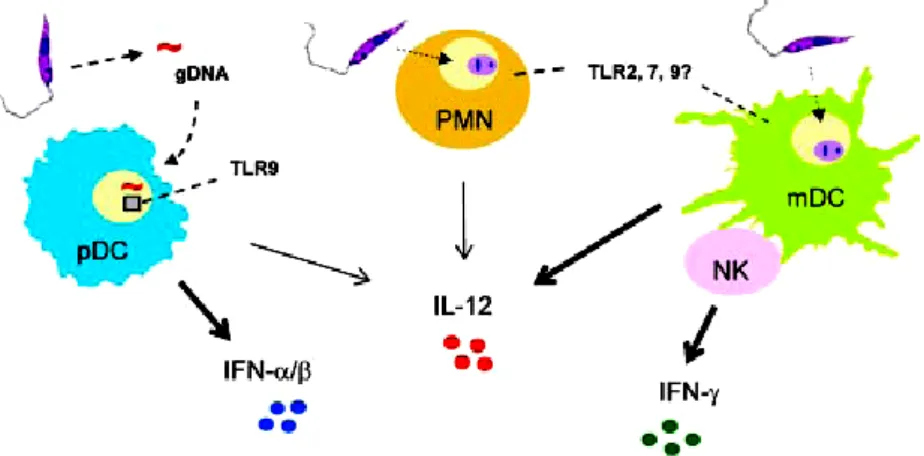 Figura  3.  Visão  esquemática  da  modulação  da  resposta  immune  durante  a  infecção  por  Leishmania