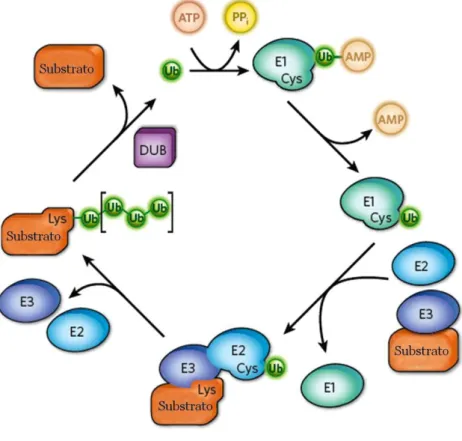 Figura  5.    Reações  e  enzimas  envolvidas  no  processo  de  ubiquitinação.  A  ubiquitina  é  ativada por uma enzima ativadora de ubiquitina (E1) e transferida para o substrato protéico pela  enzima  conjugadora de  ubiquitina (E2)  e  ubiquitina liga