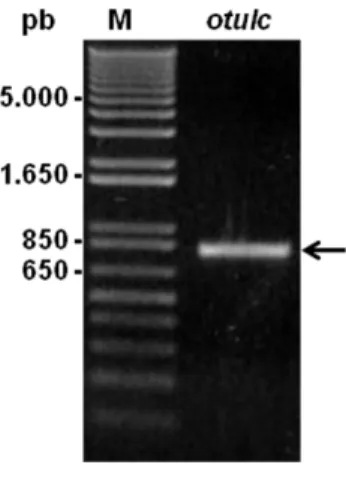 Figura  8.  Amplificação  do  gene  otulc  por  PCR.  O  gene  otulc  (813pb)  foi  amplificado  utilizando  os  iniciadores  específicos  desenhados,  a  partir  do  DNA  genômico  de  Leishmania  chagasi  com  análise  em  gel  de  agarose  0,8%  (coluna