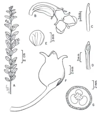 Figura 1 - Ugni myricoides (Kunth) O. Berg: A, ramo fértil; B, flor