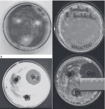 Figura 3 - Halos de inibição de metabólitos dos fungos endofíticos. A: Halos de Trichoderma sp