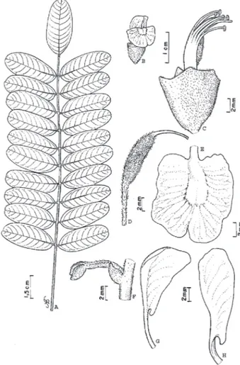 Figura 6 - Hymenolobium pulcherrimum Ducke - A) folha; B) flor; C) cálice e androceu; D) gineceu; E) vexilo; F) detalhes da estipela; G) peça da ala; H) peça da carena