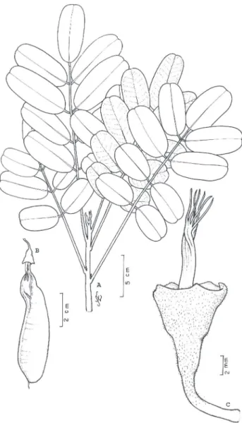 Figura 7 - Vatairea paraensis Ducke - A) ramo estéril ; B) fruto; C)  cálice e androceu