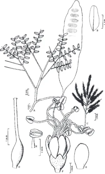 Figura 2 - Dinizia excelsa Ducke - A) ramo com fruto; B) foliólulo; C) ramo de inflorescências; D) gineceu; E) antera evidenciando deiscência; F) flor evidenciando cálice, corola e androceu; G) pétala evidenciando tricomas no ápice