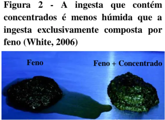 Figura  2  -  A  ingesta  que  contém  concentrados  é  menos  húmida  que  a  ingesta  exclusivamente  composta  por  feno (White, 2006) 