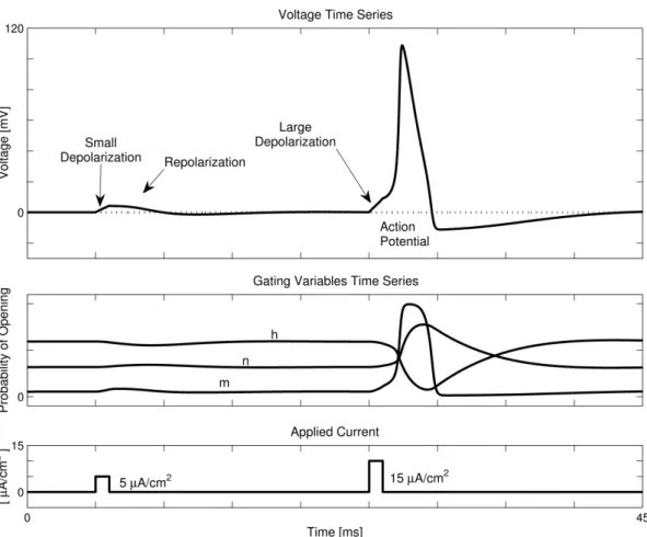 Figure 2.3. The Action Potential in the Hodgkin-Huxley Model. Two currents of 1 ms were applied to an HH neuron