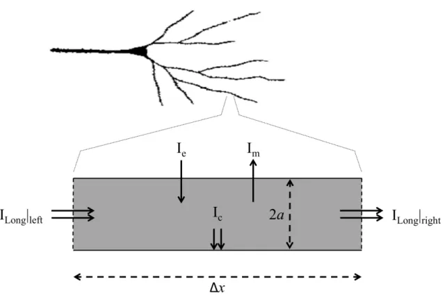 Figure 2.6. Cylindrical segment of length ∆x and radius a used to rep- rep-resent a small patch of neurite