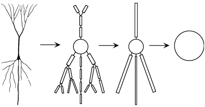 Figure 2.7. Modeling the neuronal morphology. The same neuron can be represented by a variable number of compartments
